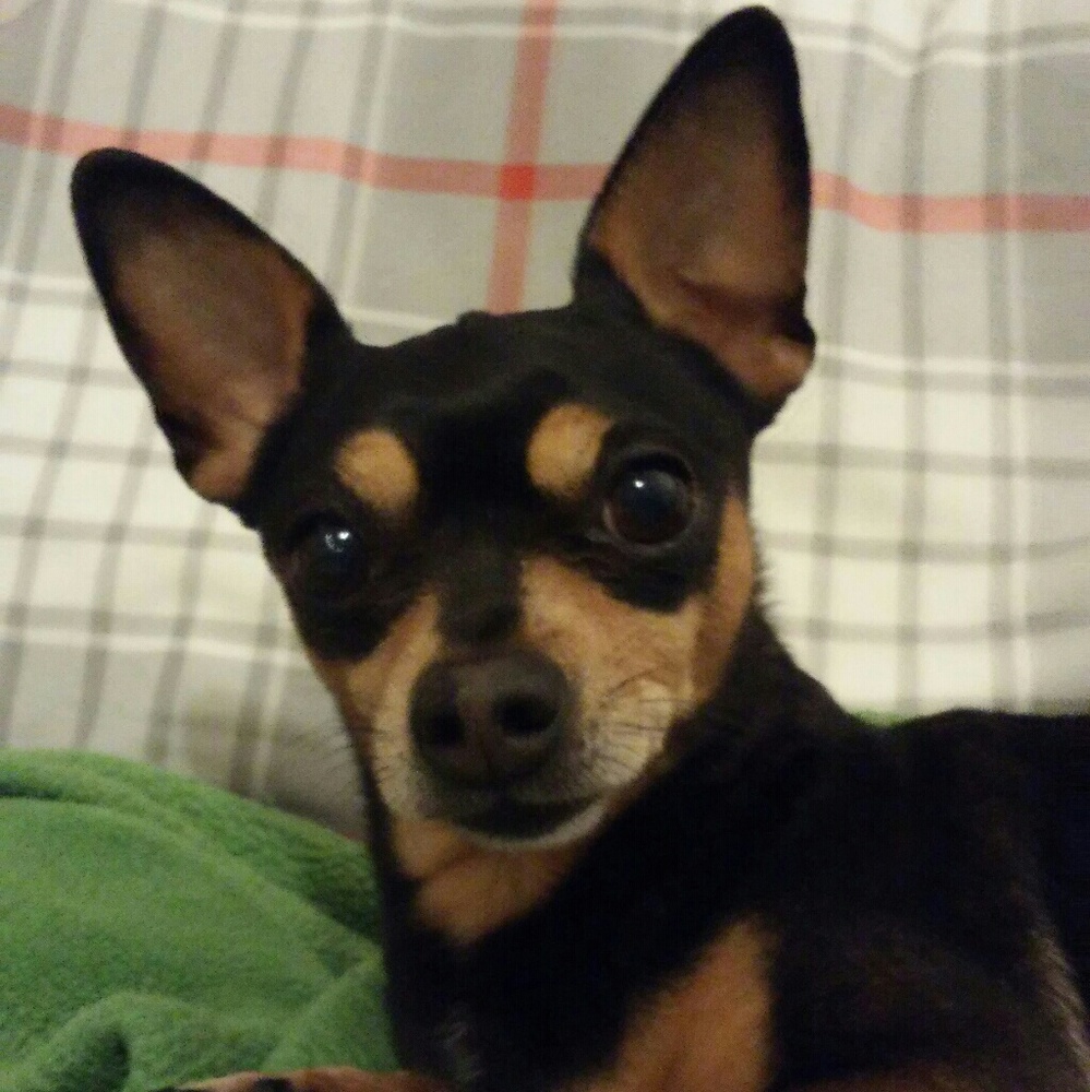 My Jager 🐶💙🐾